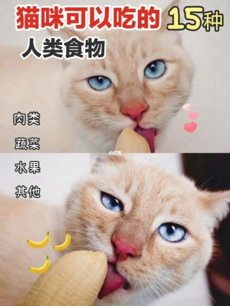 猫能吃新鲜莲子吗