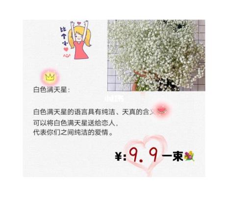 满天星的花语网红