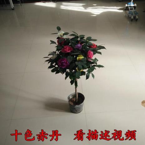 十八学士茶花优缺点