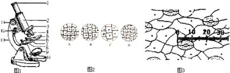 光学显微镜下植物细胞基本结构