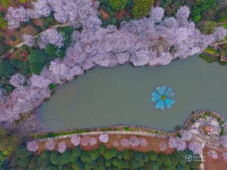 东湖植物园和樱花园是在一起吗