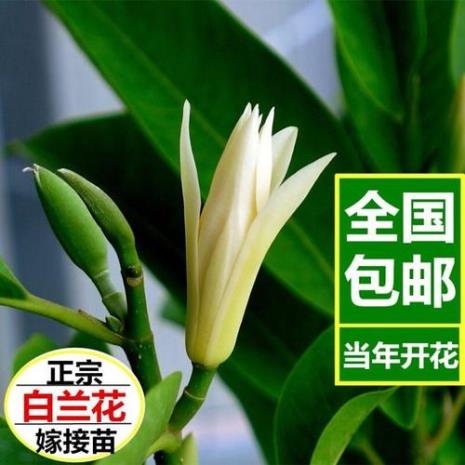 缅桂花盆栽养殖方法