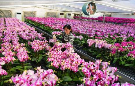 合肥花卉种植基地在哪