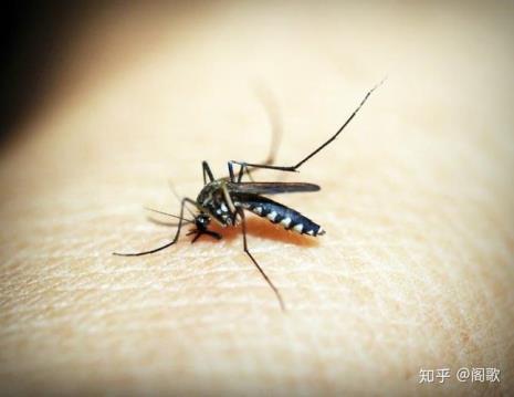 蚊子会淹死吗