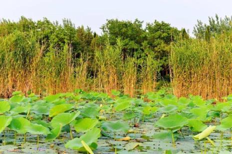 颍州西湖风景区植物介绍