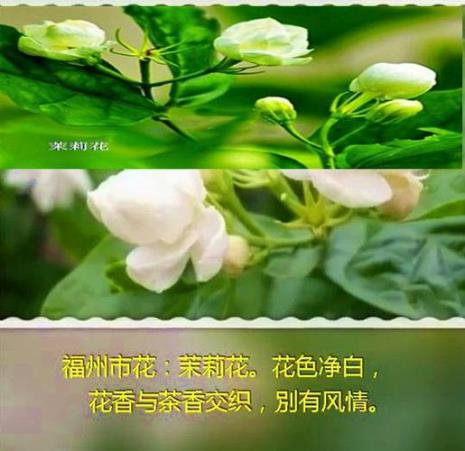 以茉莉花喻人的诗句