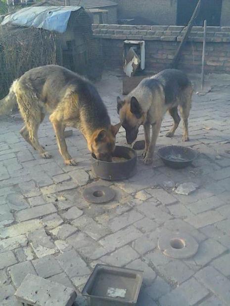 黑贝幼犬怎么选