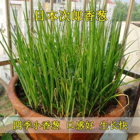 四季小香葱种植方法