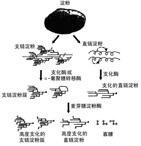 构成直链淀粉的化学键是