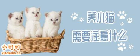 从小养猫要注意哪些