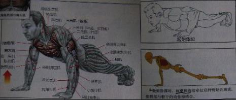 俯卧推正确姿势