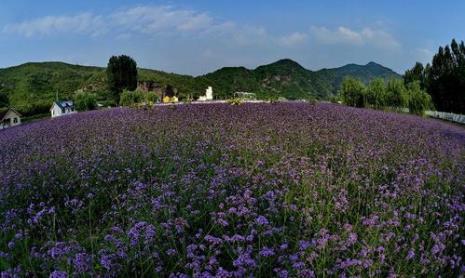 8月中旬北京哪里的花海最漂亮