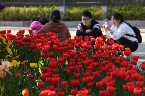 昆明市代表性的五种花