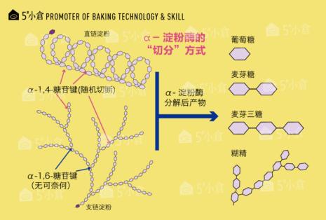 直链淀粉和支链淀粉分类