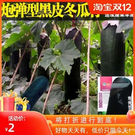 种植黑皮冬瓜哪种品种好