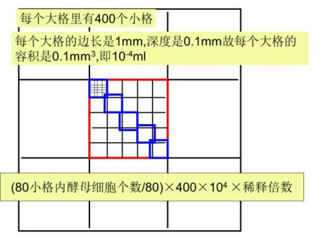 血小球计数板的技术公式