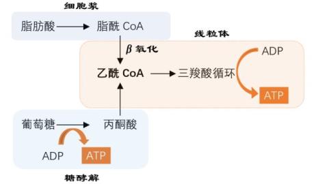 tca最多可产生多少atp