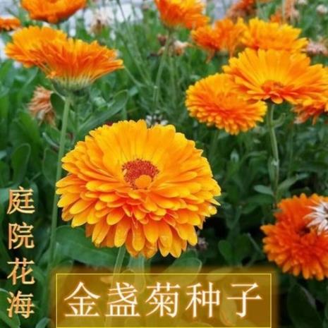 一般花种子怎么播种