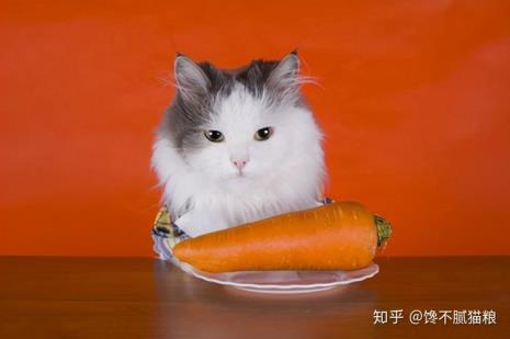 猫咪可以吃生萝卜吗