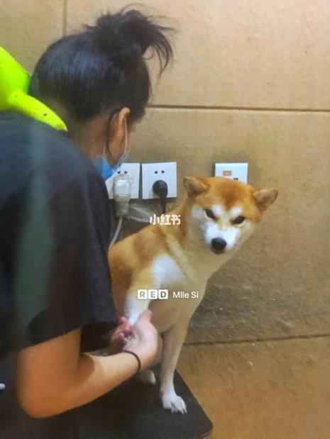 柴犬多久理一次发