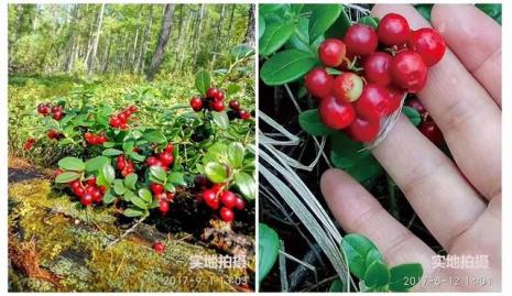 蔓越莓的种植方法和步骤