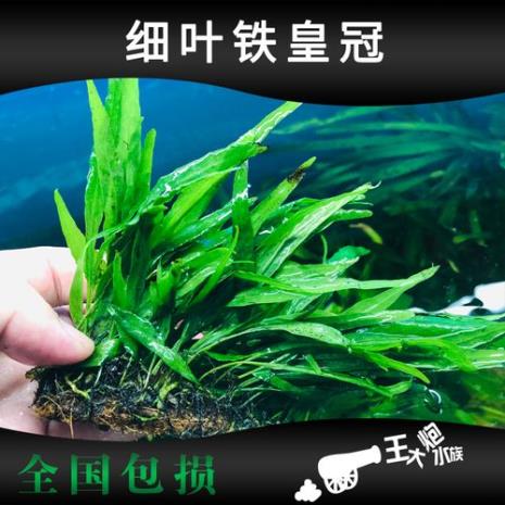 水草种的阴性草好养吗