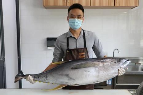 蓝鳍金枪鱼和黄鳍区别