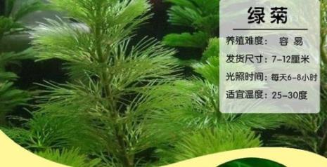 大宝塔水草属于阴性吗