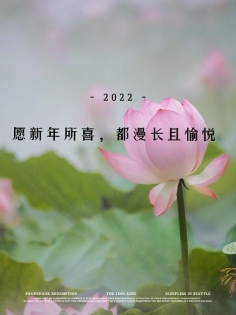 来年依旧迎花开文案