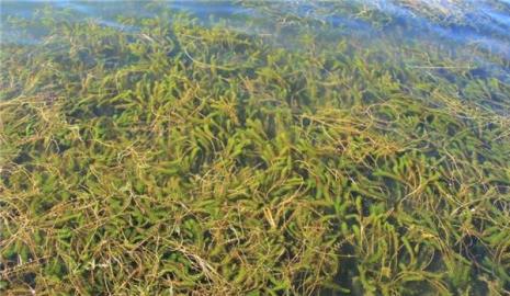 海草海草随风飘扬的歌名叫什么