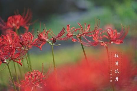 彼岸花花店有卖吗