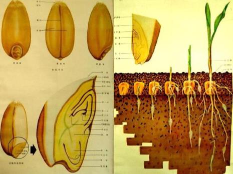 植物种子有哪些