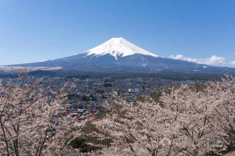 富士山年年都有樱花吗