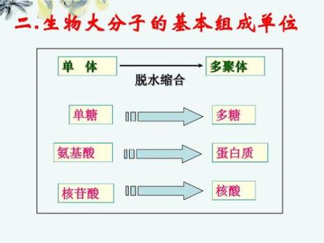 糖类的基本单位