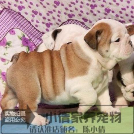 家养斗牛犬咬人吗