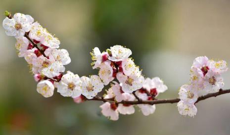 桃花烂漫杏花稀全诗解析