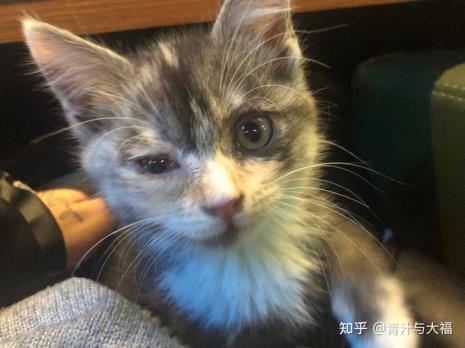 怎么办把猫鼻涕弄出来