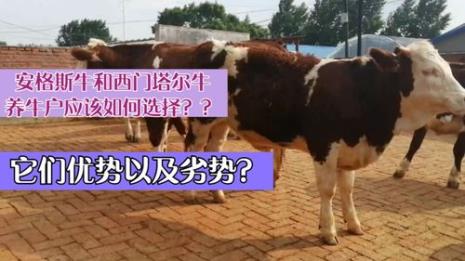 安格斯牛杂交效果如何