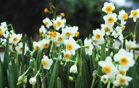 水仙花是哪里的市花