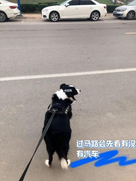 茶杯犬会自己上厕所吗