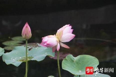 并蒂莲怎么才能多开花