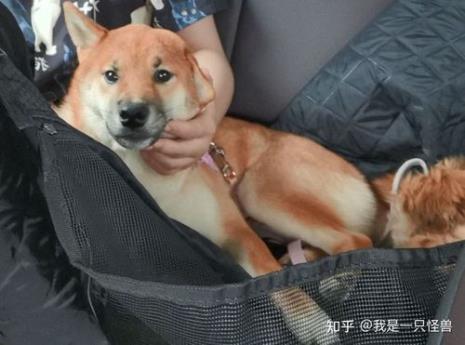 八个月母柴犬多重