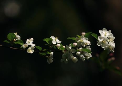 花香伴诗雨下句