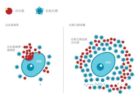 光照为什么引发自由基反应