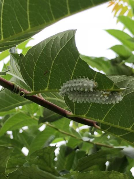 怎样防止香椿树生虫被虫蛀