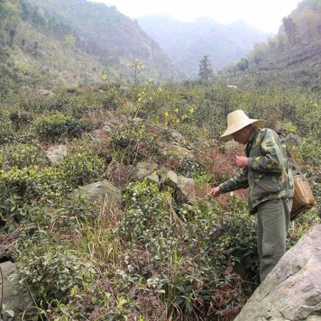 湖南茶叶产地一览表