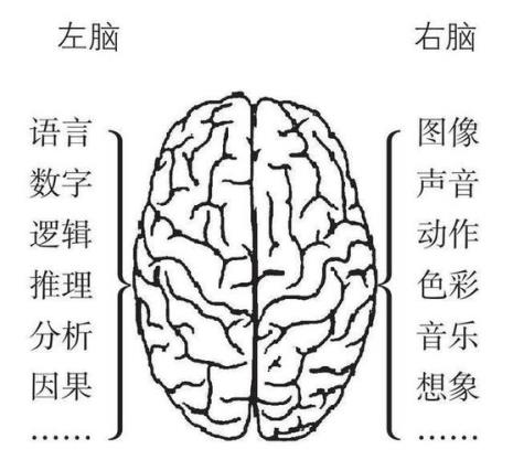 左右脑的区别