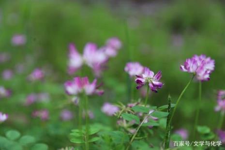 春已至花已开愿山河无忧