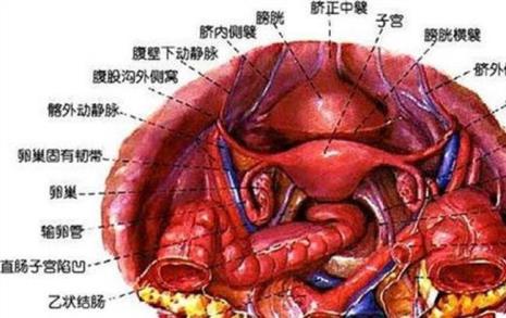 左侧腹部下方位置按压疼痛