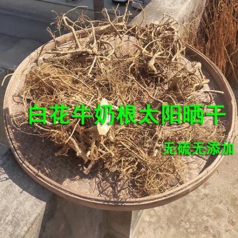 白花牛奶根煲汤做法